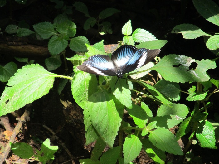kakamrega-forest-butterfly