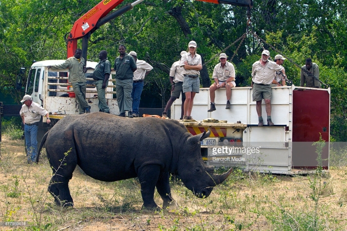 Conservationists Move 10 Rhinos By Air In Largest Relocation In History